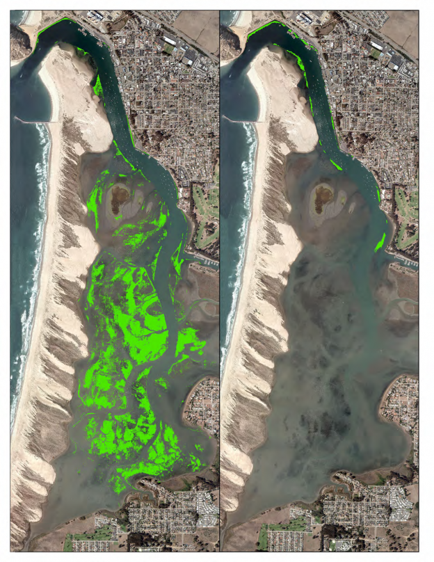 2017 Accomplishments: Eelgrass Restoration Update