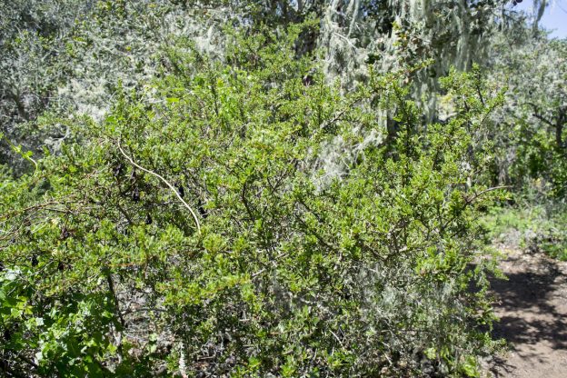 Buckbrush (Ceanothus cuneatus) - Morro Bay National Estuary Program