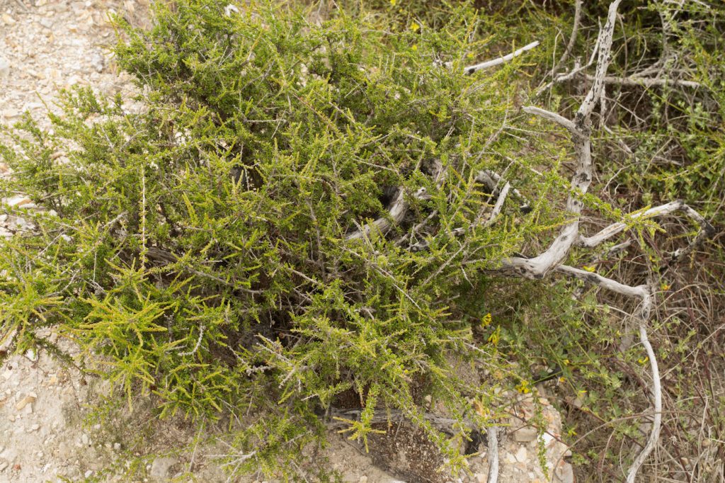 Native Plant Series #3: Maritime and Mixed Chaparral - Morro Bay ...