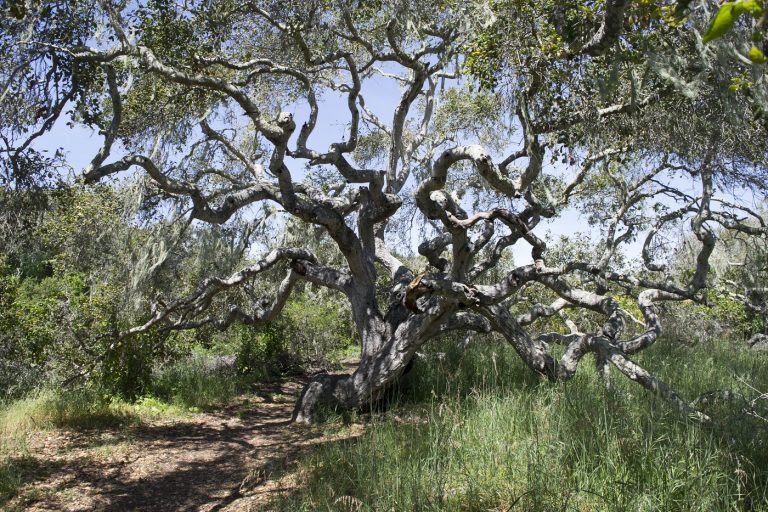 Coast Live Oak, full-size Oaks Preserve - Morro Bay National Estuary ...