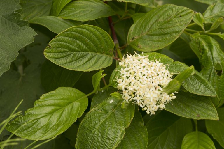 Creek dogwood - Morro Bay National Estuary Program