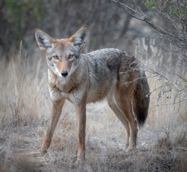 Photographer Alice Cahill spotted this coyote near the edge of the