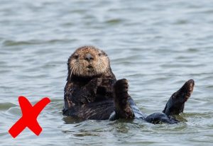 Sea otter is distrubed by photographer