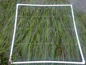 Eelgrass plot quadrat