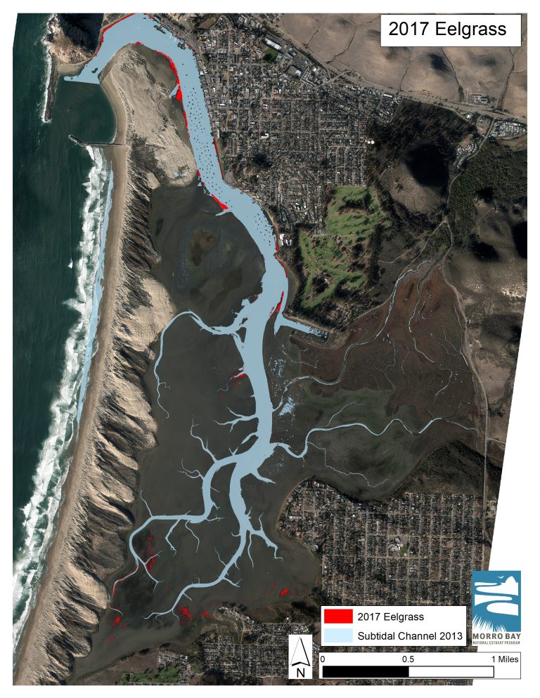 2017 Eelgrass 300 DPI - Morro Bay National Estuary Program