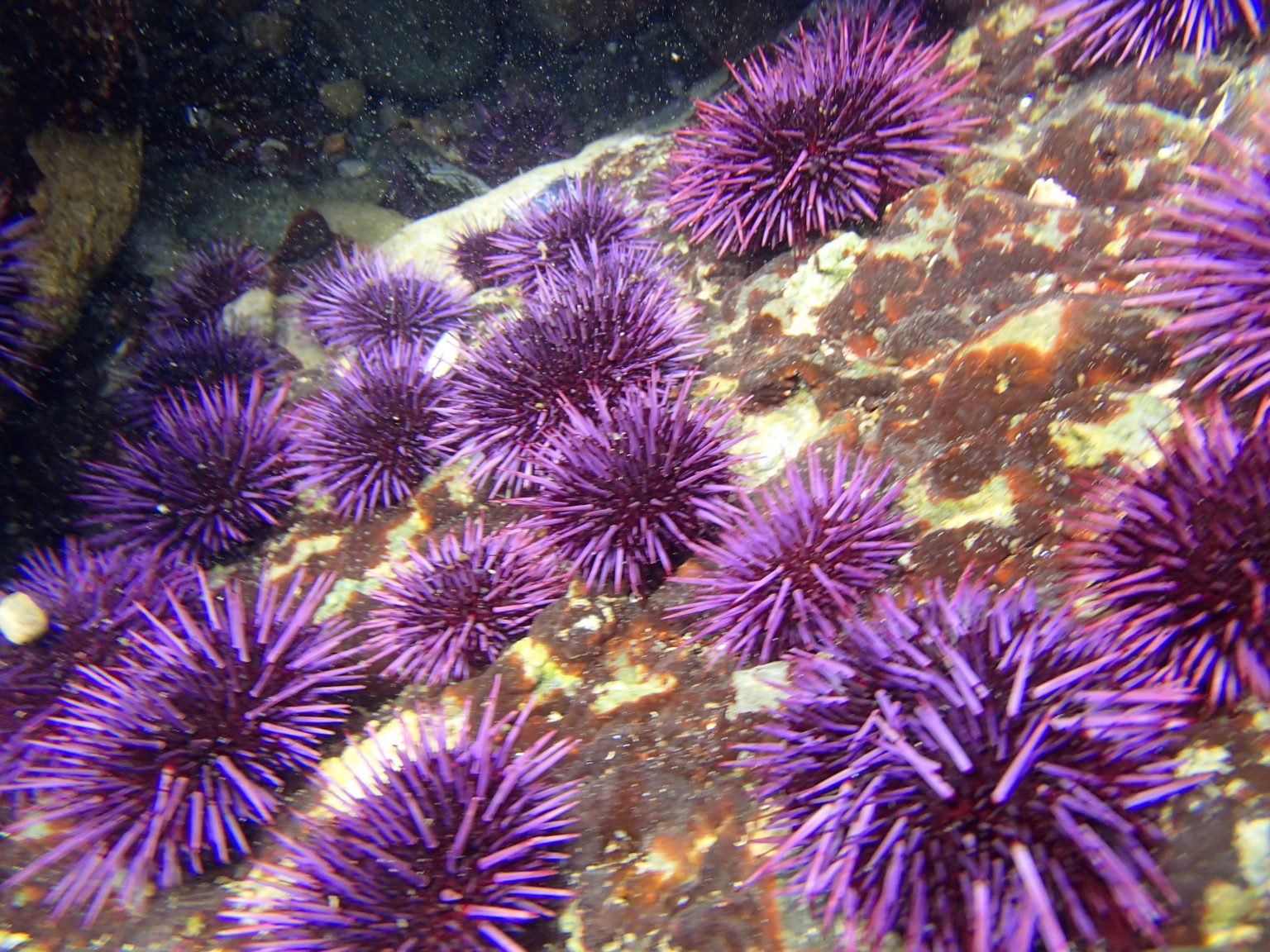 Morro Bay Wildlife Spotlight: Balls of Spines (AKA Sea Urchins)