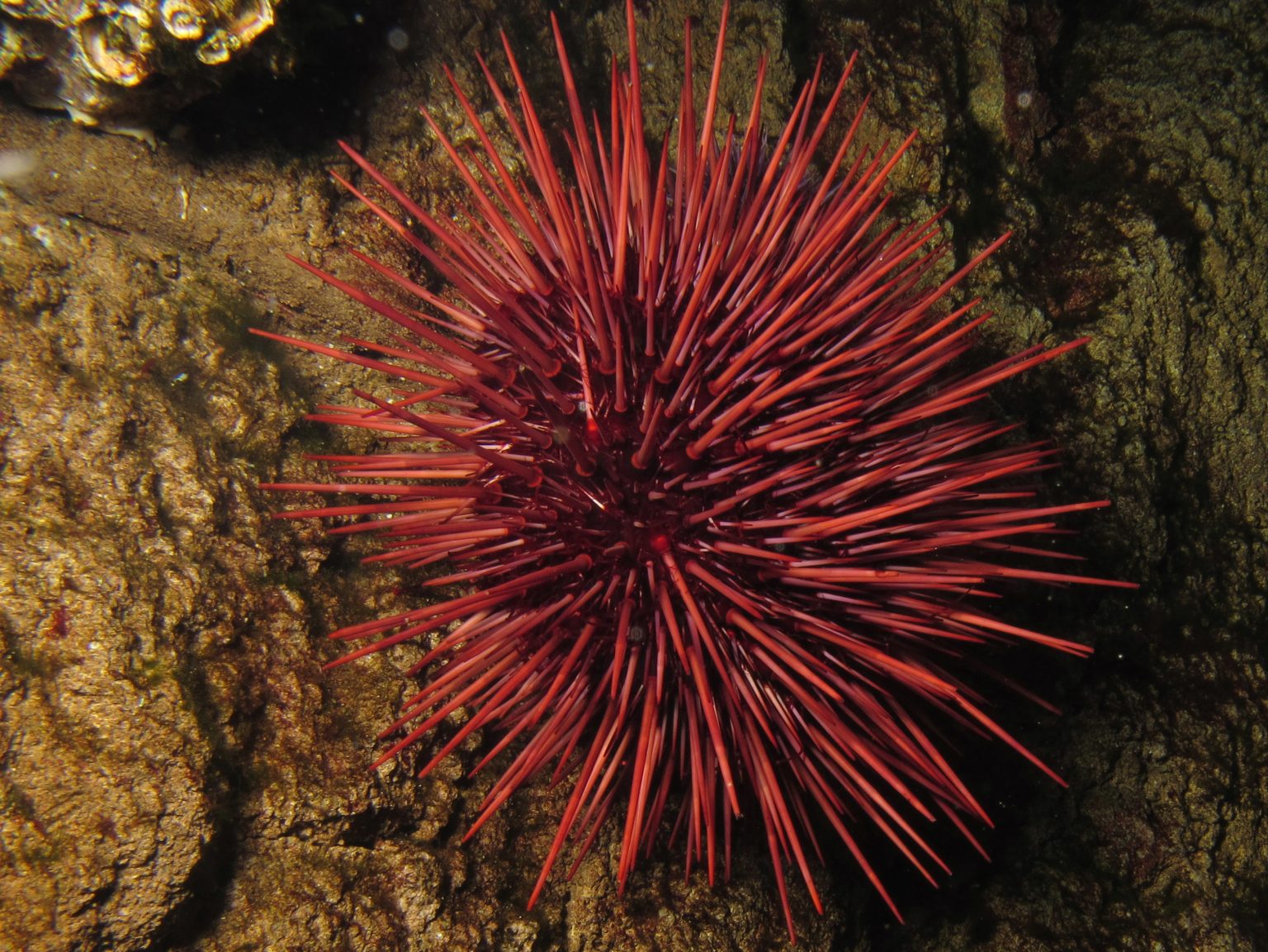 Red Sea Urchin_PC_treamy1_thru Flickr_via creative lisence - Morro Bay