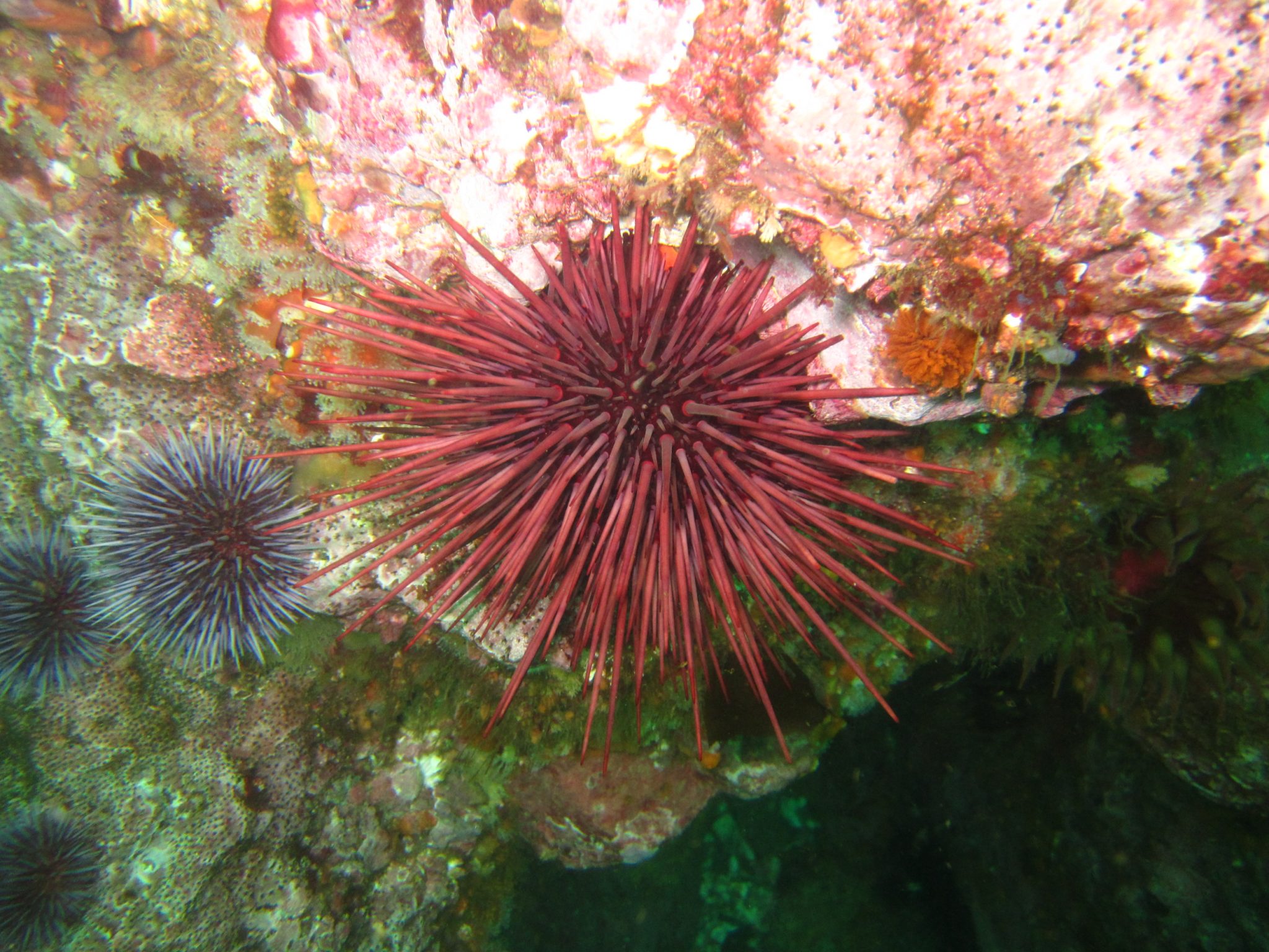 Morro Bay Wildlife Spotlight: Balls of Spines (AKA Sea Urchins)