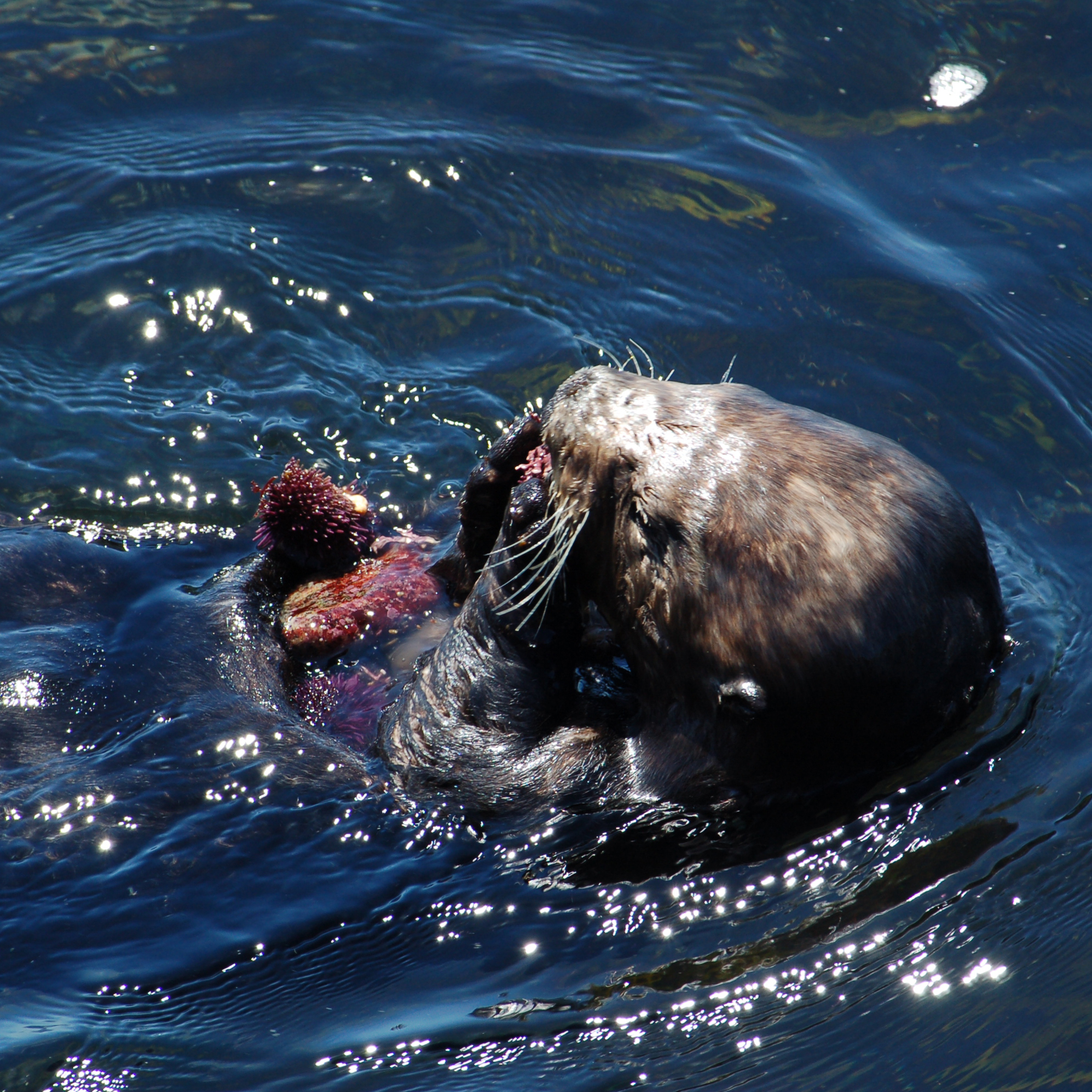 sea otters eating urchins