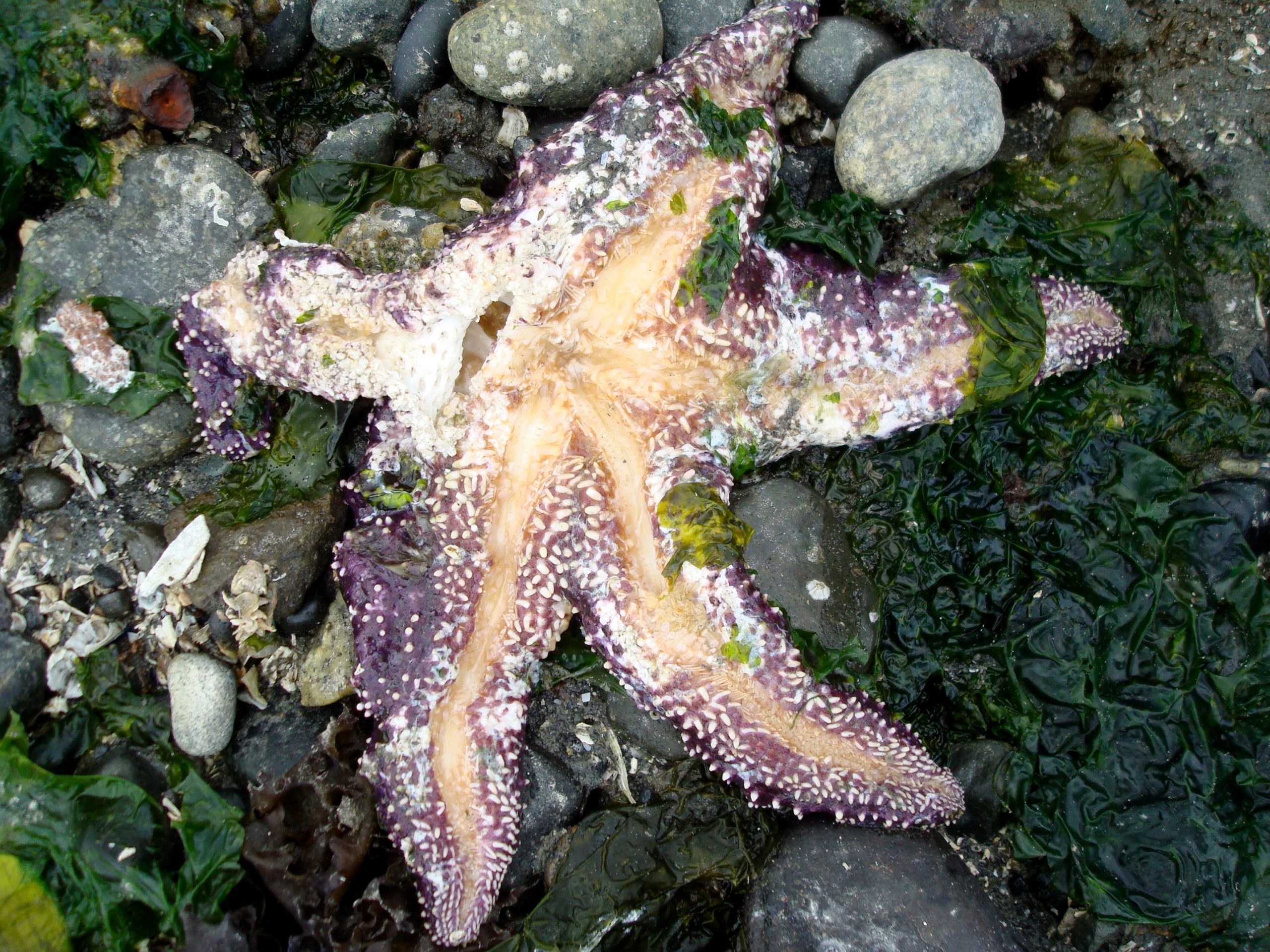 Sea star wasting disease_PC_alisonleighlilly_through flickr Morro Bay