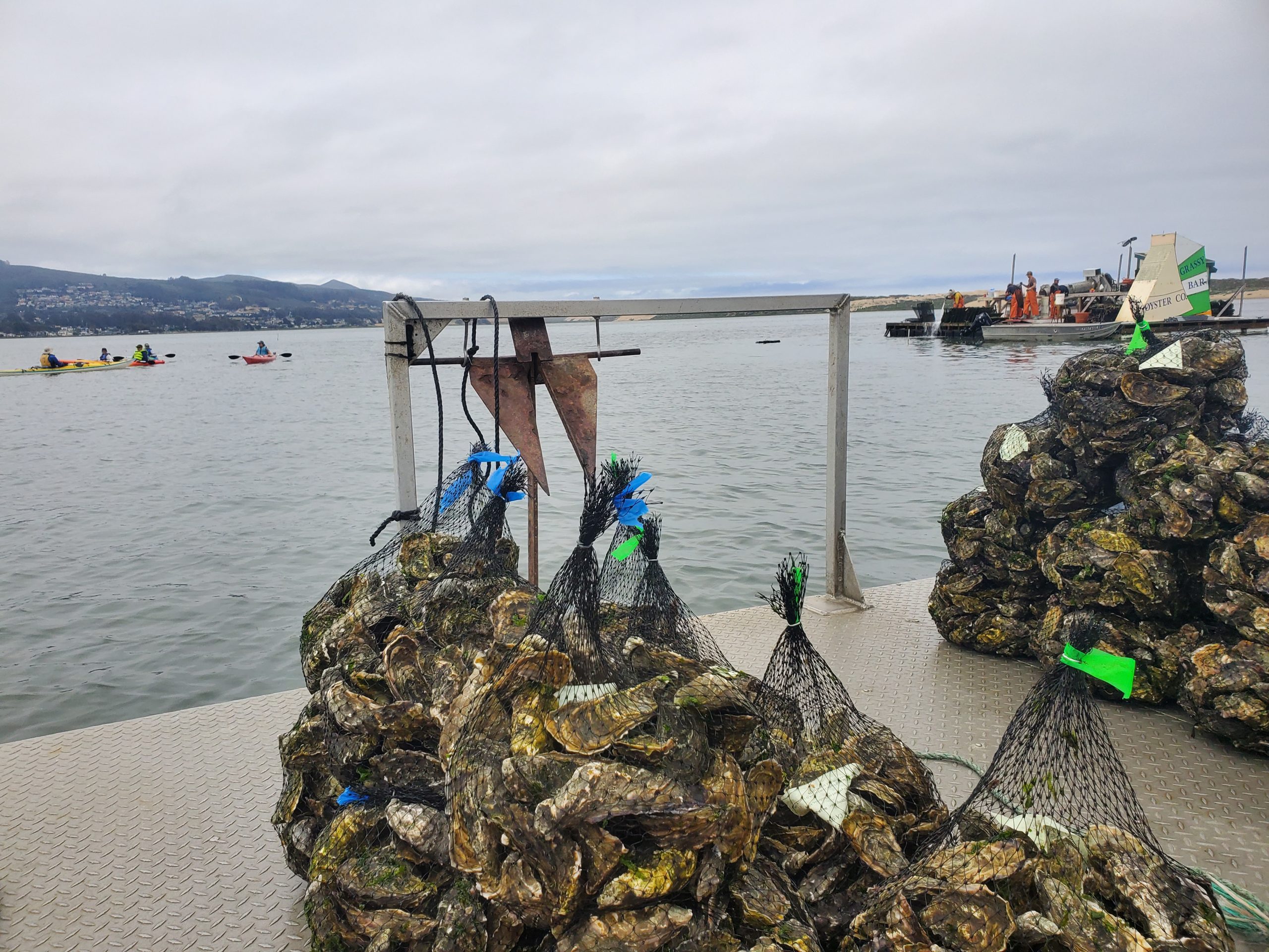 Is the bay clean enough to support commercial shellfish farming?