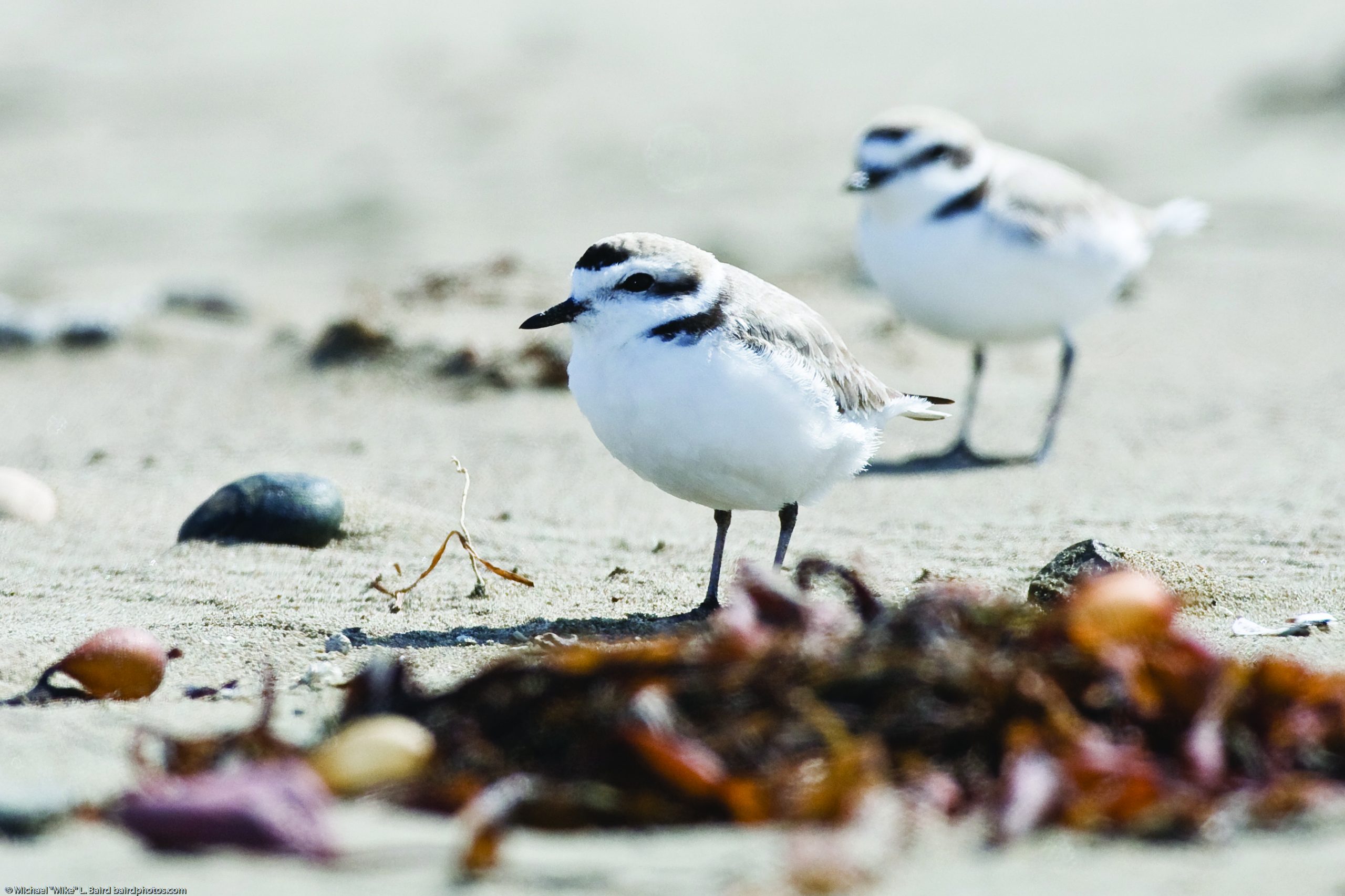 Are bird populations that depend on the bay and surrounding lands stable?