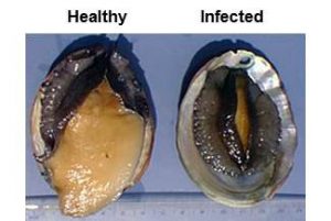Abalone Withering Syndrome