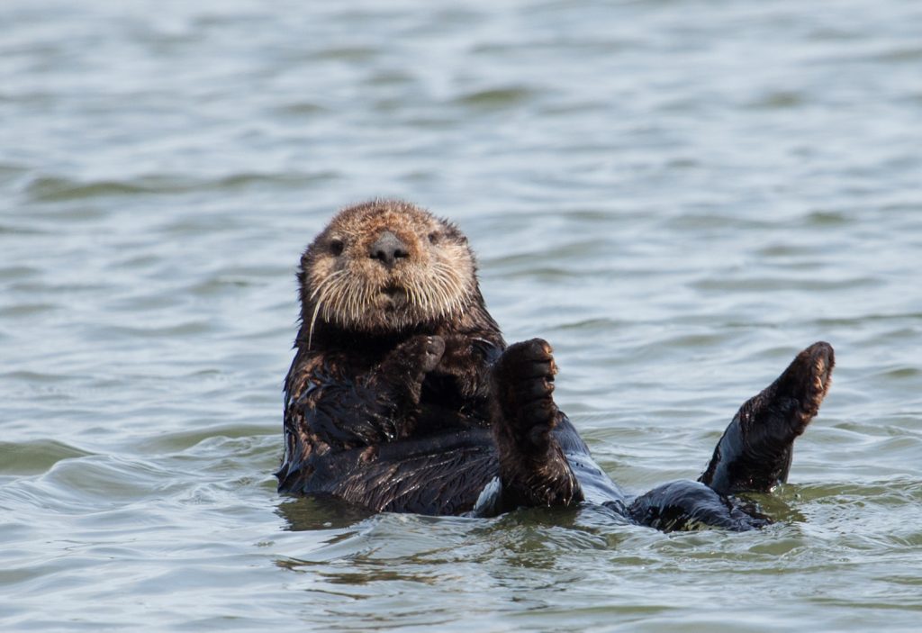 Be Sea Otter Savvy: A New Perspective on Sea Otter Photography