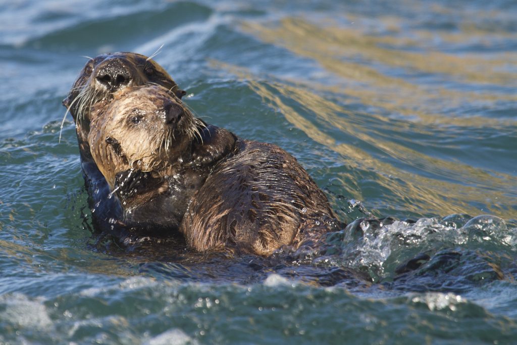 An example of a sea otter mom showing all the signs of escaping the photographer: alert, eye contact, active, swimming away. Photo by anonymous source, used with permission.