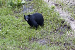 Black bear standing in grass.