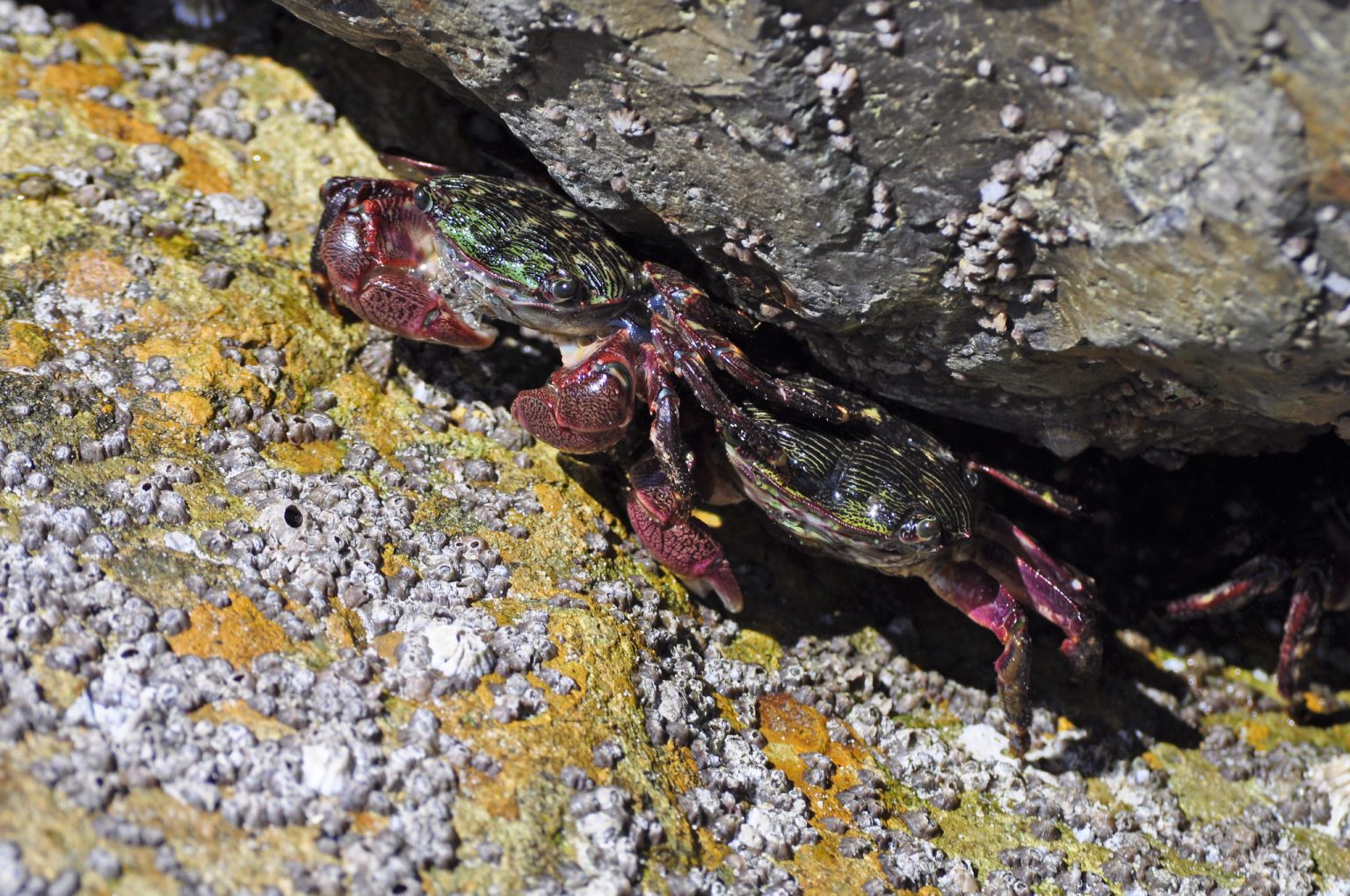 Morro Bay Wildlife Spotlight Striped Shore Crab Pachygrapsus Crassipes