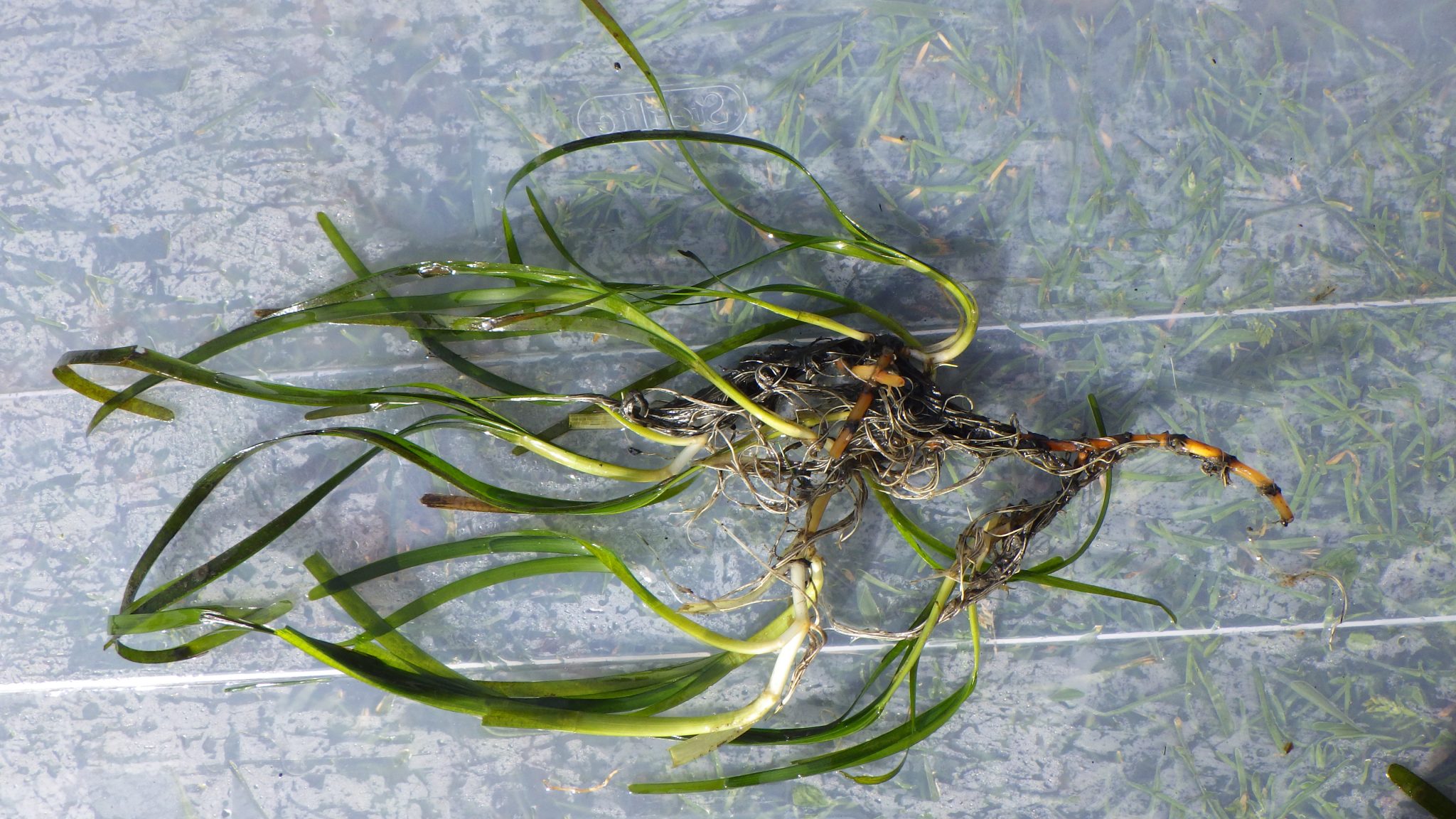 EELGRASS HABITAT REBOUNDING IN MORRO BAY ESTUARY